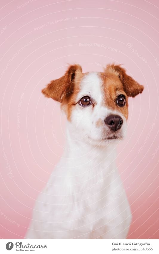 Porträt des niedlichen Jack Russell auf rosa Hintergrund. Buntes, Frühlings- oder Sommerkonzept jack russell Hund Haustier schön klein weiß Welpe Reinrassig