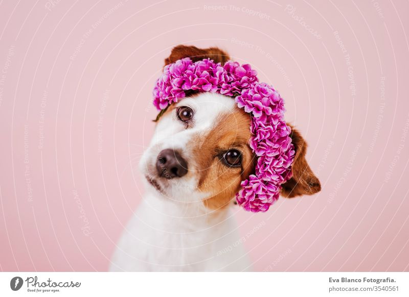 Porträt eines süßen Jack-Russell-Hundes mit einer Blumenkrone auf rosa Hintergrund. Frühlings- oder Sommerkonzept jack russell niedlich Haustier flirten