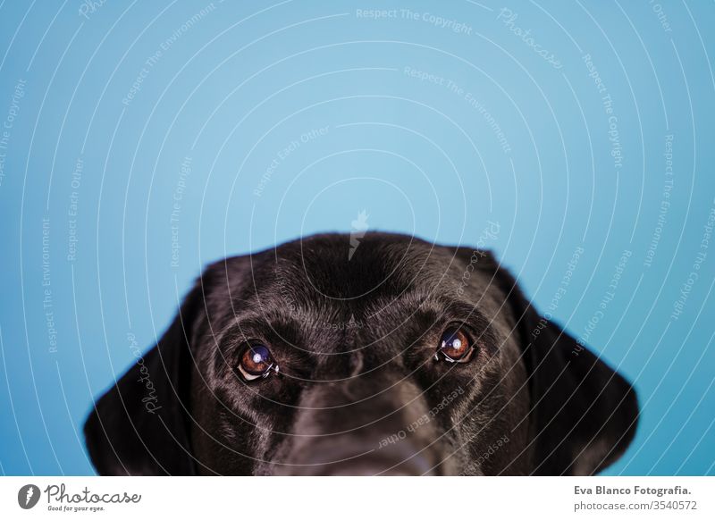 Porträt eines schönen schwarzen Labradorhundes auf blauem Hintergrund. Buntes, Frühlings- oder Sommerkonzept Hund Haustier niedlich Welpe Reinrassig Raum 1