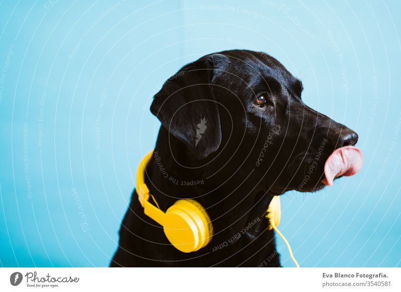 Porträt eines schönen schwarzen Labradorhundes mit gelbem Headset auf blauem Hintergrund. Bunt und Frühlingskonzept Hund Reinrassig Haus hören züchten singen