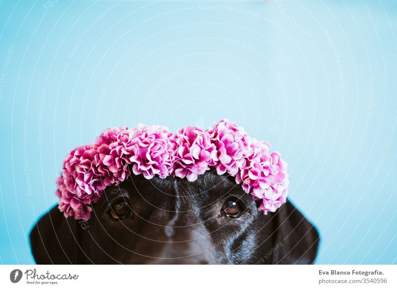 Porträt eines schönen schwarzen Labradorhundes mit einer Blumenkrone auf blauem Hintergrund. Frühlings- oder Sommerkonzept schwarzer Labrador Hund Haustier