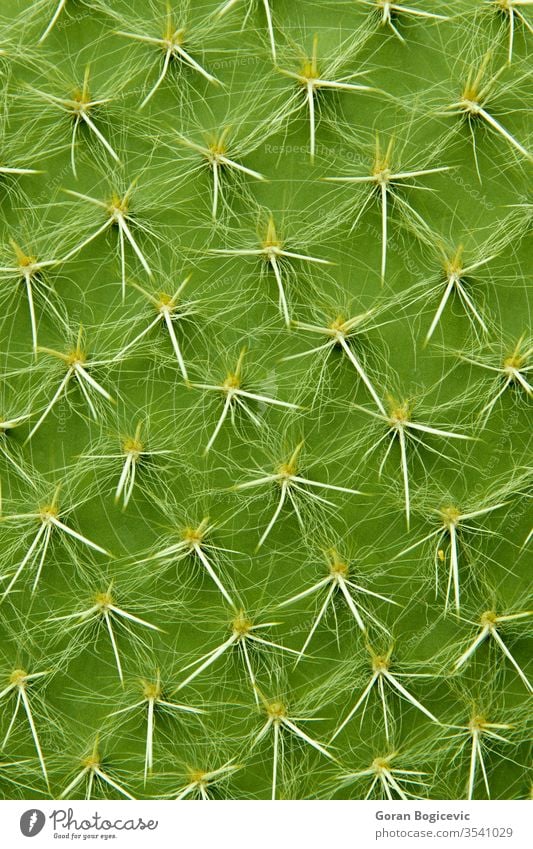 Detailaufnahme des Kaktus abstrakt Hintergrund botanisch Botanik Kakteen schließen Nahaufnahme Farbe Dekoration & Verzierung wüst trocknen exotisch Flora