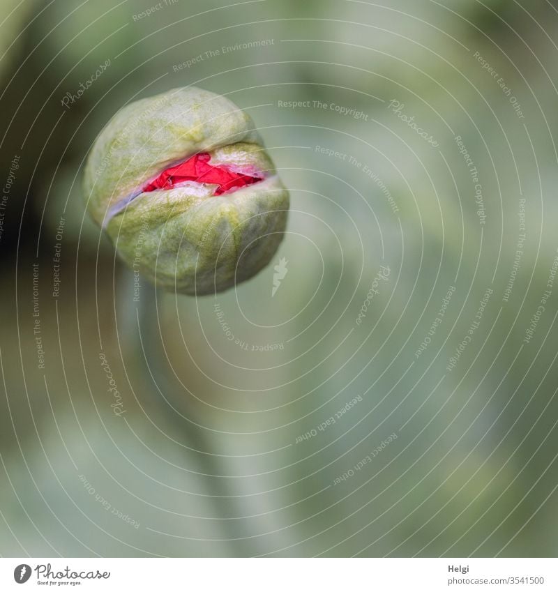Mo(h)ntag - Makroaufnahme einer Mohnknospe, die gerade aufbricht Mohnblume Mohnblüte Knospe Aufbruch aufbrechen Start Frühling Natur Umwelt Vogelperspektive