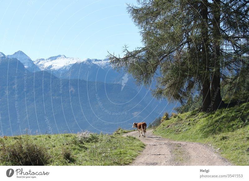 allein auf Wanderschaft - einsames Rind läuft auf einem Wanderweg in den Bergen und schaut zur Seite Alm Südtirol Weg Kuh Tier Haustier Nutztier Wiese