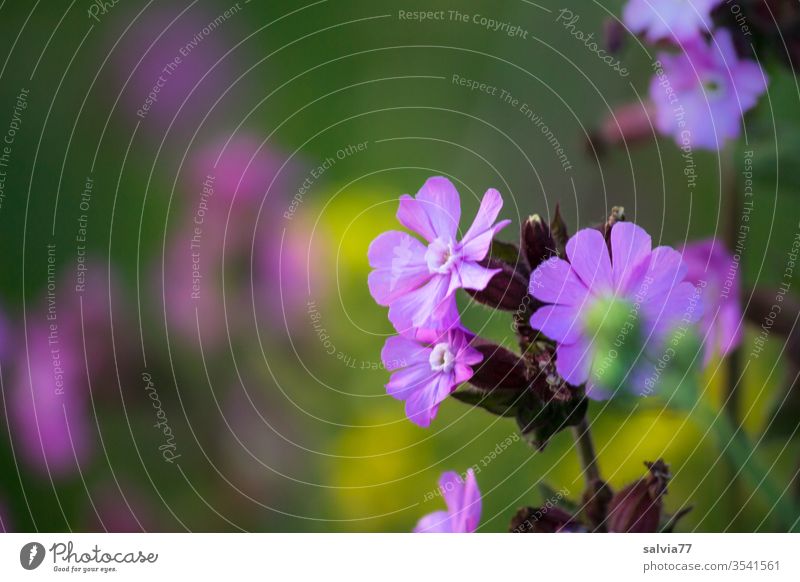 Blumenwiese Natur Wiese Frühling Blüte Pflanze Lichtnelke Laimkraut Farbfoto Duft Außenaufnahme Menschenleer Schwache Tiefenschärfe Wiesenblume Wachstum