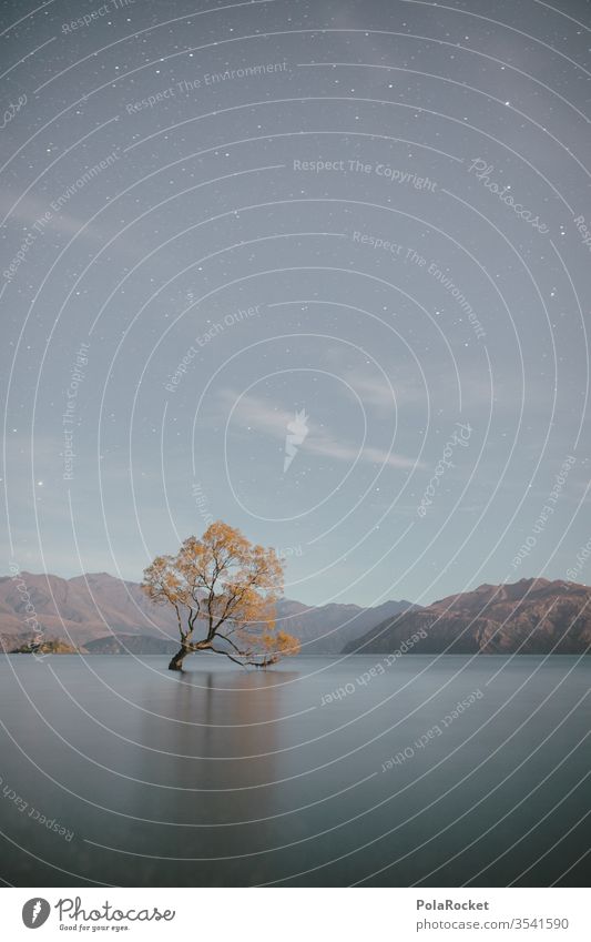 #As# Baum in See Wanaka Wanaka Tree Langzeitbelichtung Wasseroberfläche Neuseeland Neuseeland Landschaft Sehenswürdigkeit Natur Außenaufnahme Farbfoto