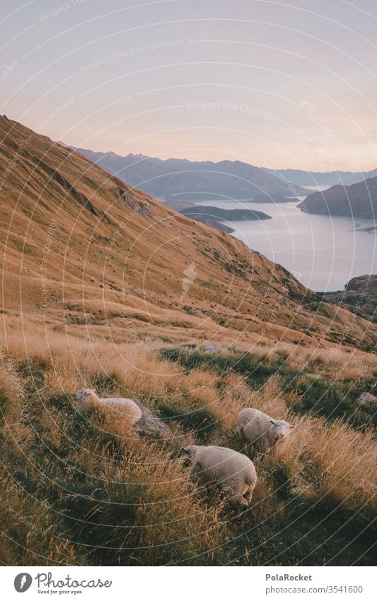 #As# HangSchafe Neuseeland Neuseeland Landschaft Berge u. Gebirge Berghang Bergkette Bergwiese Außenaufnahme Natur Farbfoto Umwelt Menschenleer Himmel Gipfel