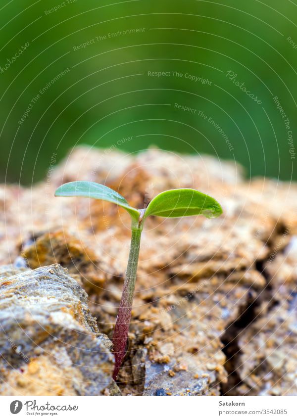 Junges Saatgut sprießt auf felsigem Bergboden Samen grün sprießen Keimling jung Pflanze Leben Felsen neu Natur Wachstum Keimung klein Boden Hintergrund Konzept