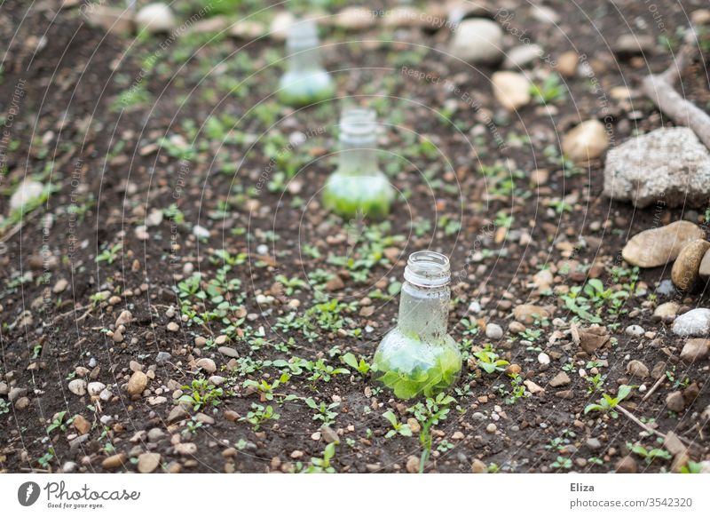 improvisierte selbstgemachte kleine Gewächshäuser aus abgeschnittenen Plastikflaschen im Garten Gewächshaus Flaschenhals kreativ diy gärtnern anpflanzen Gemüse