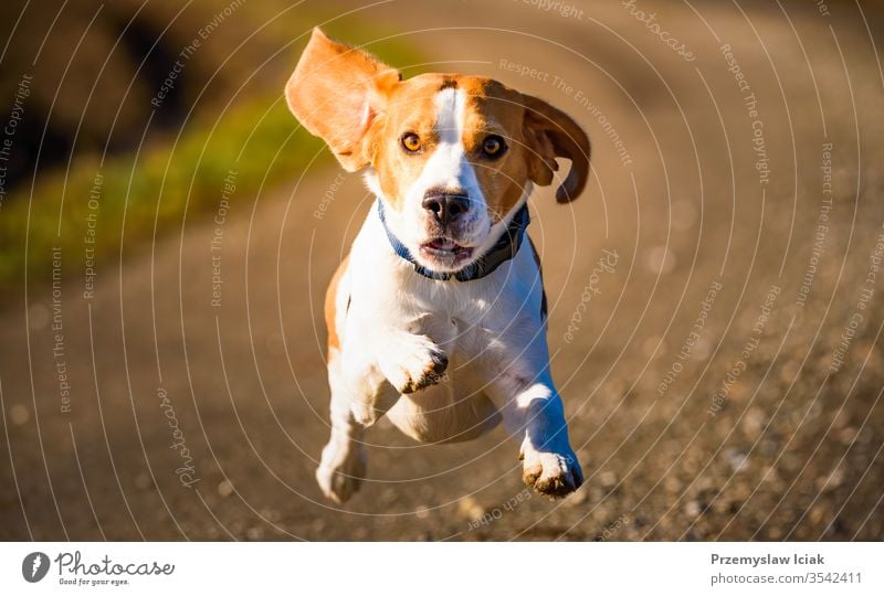Dog Beagle rennt schnell und springt mit heraushängender Zunge auf den ländlichen Weg im Freien Welpe Sommer Aktion Aktivität bezaubernd agil Tier schön züchten
