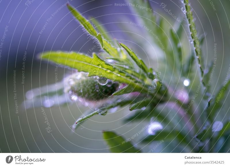 Ein verregneter Mohntag Grau Grün Frühling Nahaufnahme Umwelt nass Blüte Natur schlechtes Wetter Regenrtopfen Blume Mohnblüte Wasser Wassertropfen Pflanze Flora