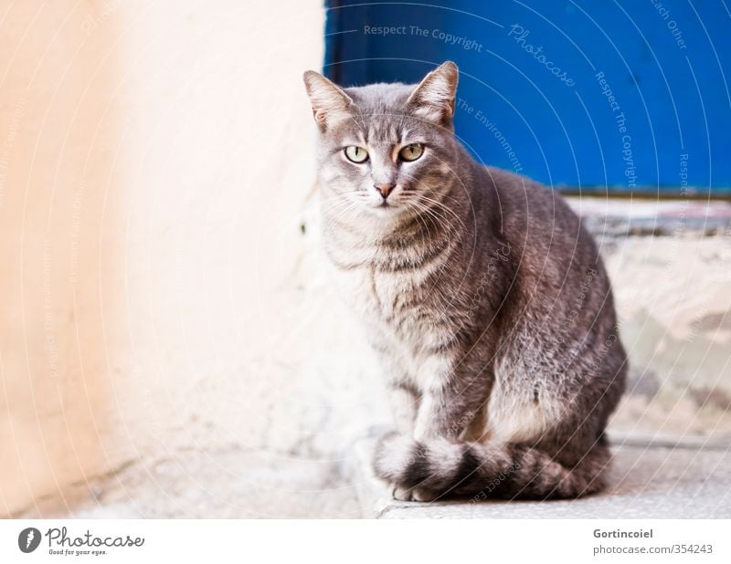 Kontakt Tier Katze Tiergesicht Fell 1 schön Straßenkatze Istanbul Farbfoto Außenaufnahme Textfreiraum links Tierporträt Blick