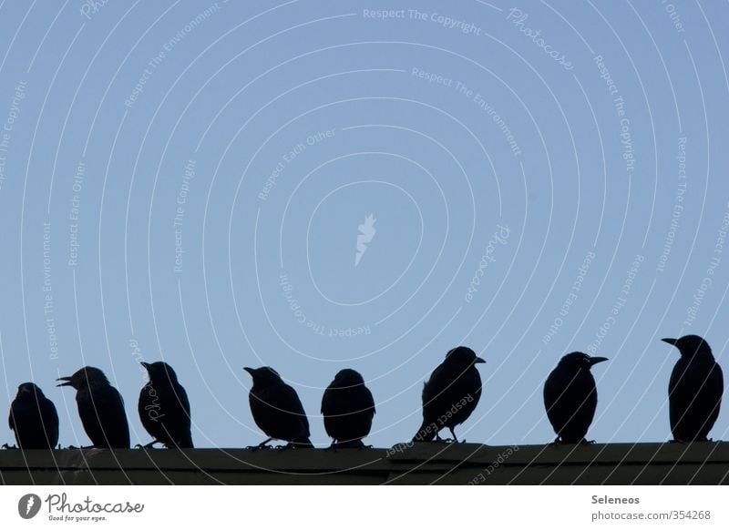 Auf der Mauer, auf der Lauer Umwelt Natur Himmel Wolkenloser Himmel Dach Tier Wildtier Vogel Schnabel Tiergruppe sprechen Kommunizieren klein Zusammenhalt