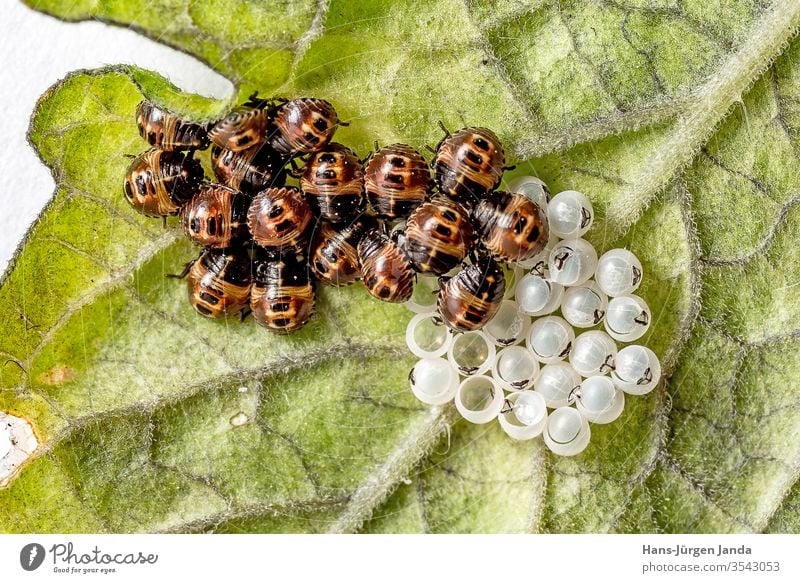 Schlüpfende Wanzenlarven mit Eiern Marienkäfer eier schlüpfen gelege insekt Polyphaga Cucujiformia blatt Coccinellidae ungeziefer schädling Harmonia axyridis