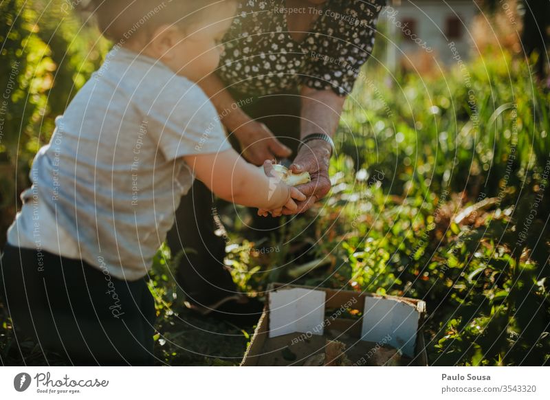 Gartenarbeit von Kindern und Großmüttern Generation Großmutter Familie & Verwandtschaft Zusammensein Zusammengehörigkeitsgefühl Enkel Glück Lifestyle