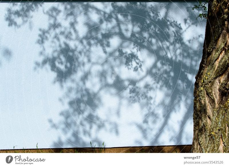 Schatten von Ästen und Zweigen auf einer Hauswand Licht und Schatten Äste und Zweige Baum Baumstamm Baumschatten Sommer Außenaufnahme Menschenleer