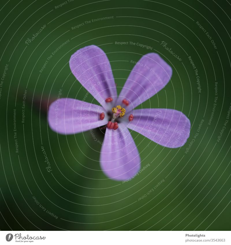 Violette Blüte eines Unkrauts violett Blume Makroaufnahme Nahaufnahme Natur Detailaufnahme Blühend Blütenblatt Menschenleer Außenaufnahme Farbfoto