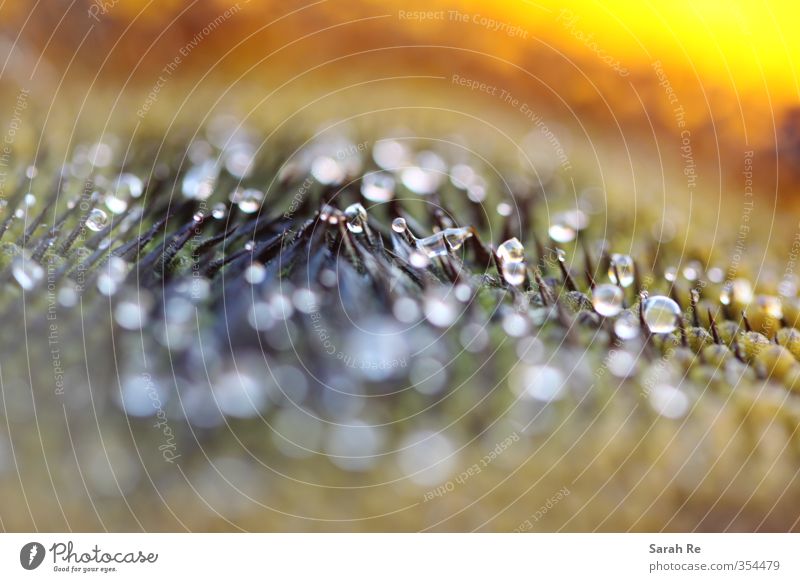 Tropfen Natur Pflanze Wasser Wassertropfen Regen Blüte Sonnenblume Nektar beobachten Blühend glänzend nass rund Spitze braun gelb orange weiß Farbfoto