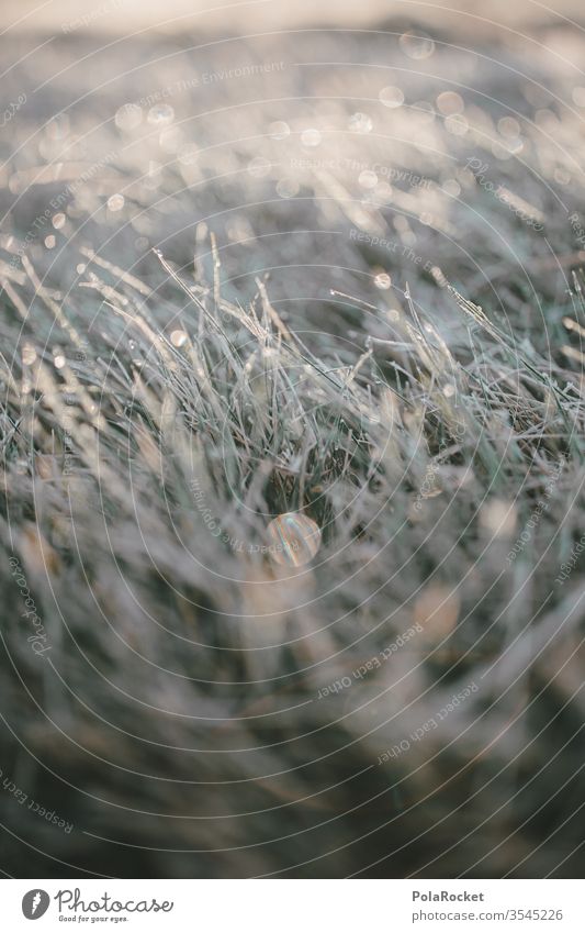 #As# SilberGras Grasland grasgrün Morgen Morgendämmerung Morgennebel morgenlicht Idylle Boden Wiese Graswiese Wiesenland Natur Außenaufnahme Frost Tau Kälte