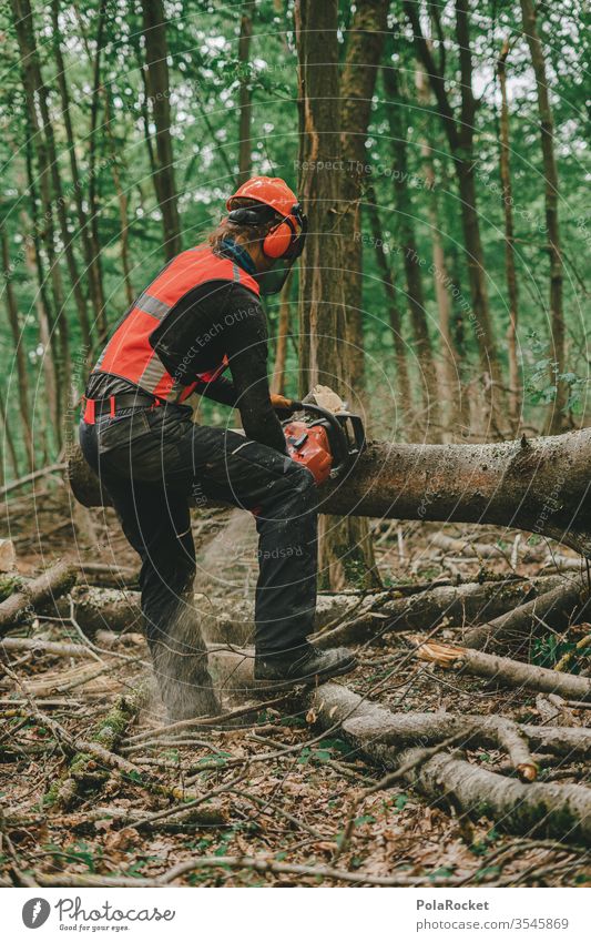 #S# Waldarbeiter in Aktion II Holz Brennholz Kettensäge Schutzausrüstung Schutzhelm Meter Buchen Holzarbeiten Natur Baum Holzfäller Forstwirtschaft Baumstamm