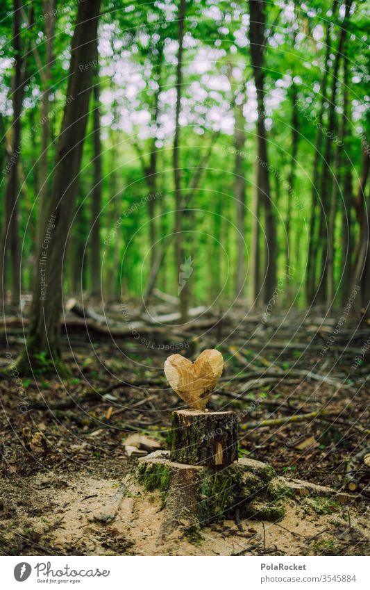 #S# Waldliebe Liebe Herz Naturliebe Naturschutzgebiet naturverbunden Naturerlebnis Umwelt Menschenleer schnitzen Handwerk Baumstamm herzförmig Bäume Waldboden