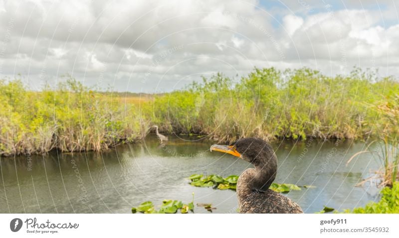 #600 Fernblick Vogel Tier Natur Farbfoto Außenaufnahme Wildtier Tierporträt Umwelt Tiergesicht Schnabel Flügel Everglades NP Florida Feder Auge Nahaufnahme