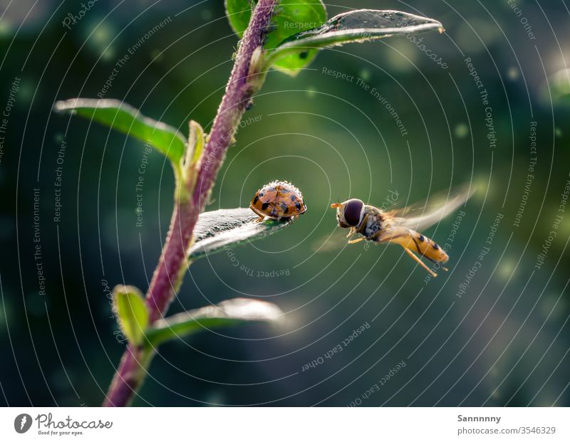 Schwebfliege und Marienkäfer fliegen Käfer Perspektive fliegend Smalltalk Regen Insekt grün Natur Naturliebe