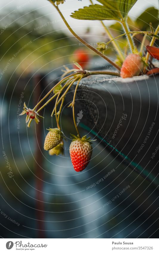 Bio-Erdbeeren Bioprodukte organisch Biologische Landwirtschaft Biografie Frucht lecker rot Nahaufnahme Sommer Natur Tag Vitamin Außenaufnahme Gesunde Ernährung