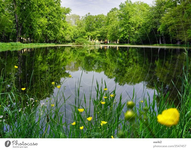 Gelbe Tupfer See Teich Park Seeufer Gras Blumen Butterblumen grün gelb blau Wasser Wasseroberfläche windstill Spiegelbild Reflexion & Spiegelung Wasserspiegel