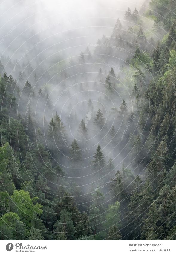 Nebliger Wald im Elbsandsteingebirge Nebel Sachsen Sächsische Schweiz wandern Außenaufnahme Rathen Baum Natur Berge u. Gebirge Landschaft Sonne Morgen