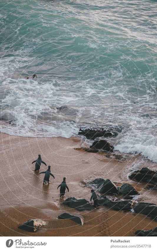 #As# Los Jungs! Pinguine gelbkopf Gelbkopf Pinguin Meer Ozean Neuseeland Neuseeland Landschaft Wellen Wellengang Wellenform Wellenlinie Wellenschlag Wellenbruch