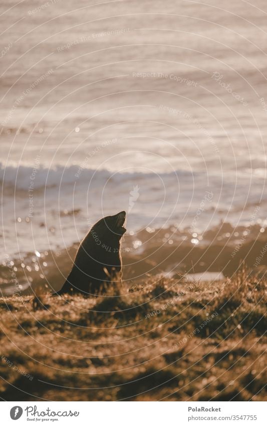 #As# Golden Seal Robben Robbenbaby Natur Naturschutzgebiet Tier Farbfoto Außenaufnahme Umwelt Wildtier 1 Tag Menschenleer Strand Küste Nordsee Licht Insel Meer