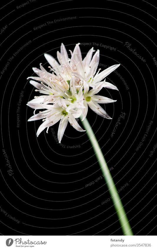 Schnittlauchblüte auf schwarzem Detail Allium schoenoprasum isoliert Aroma Vegetarisch botanisch Frische Flora Gewürze Garten Bokeh kulinarisch Nahaufnahme