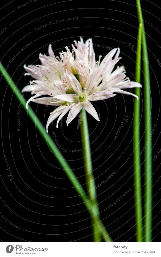 Weiße Schnittlauchblüte mit grünen Stielen parallel Allium schoenoprasum isoliert Aroma Freisteller textfreiraum Vegetarisch botanisch Frische Flora Gewürze