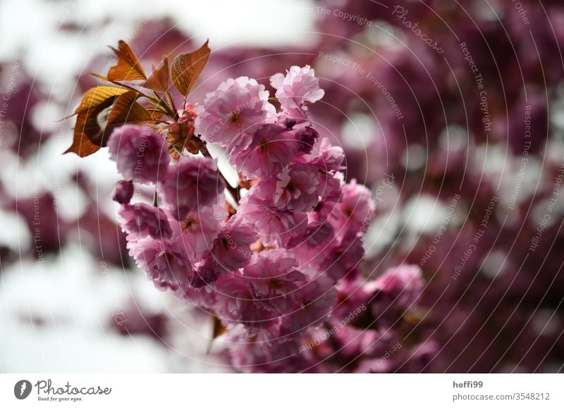 Kirschblüte nah dran Kirschblüten Blütenblätter Blütenknospen Frühling Blühend Frühlingsfarbe Frühlingsgefühle Kirsche Natur Kirschbaum rosa Blumen Zweig Ast