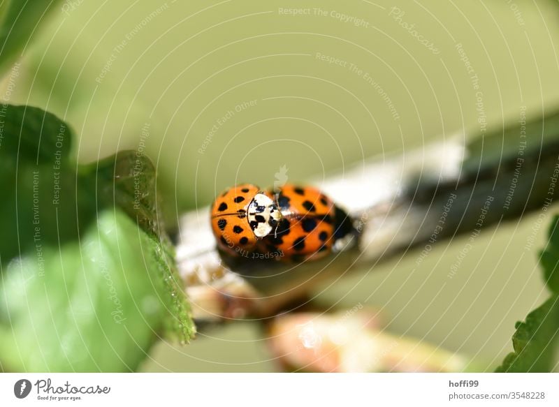 Marienkäfer Sex Paarung Frühlingsgefühle Insekt Glück kopulieren Natur Tier krabbeln grün Käfer Pflanze Sommer Blatt rot