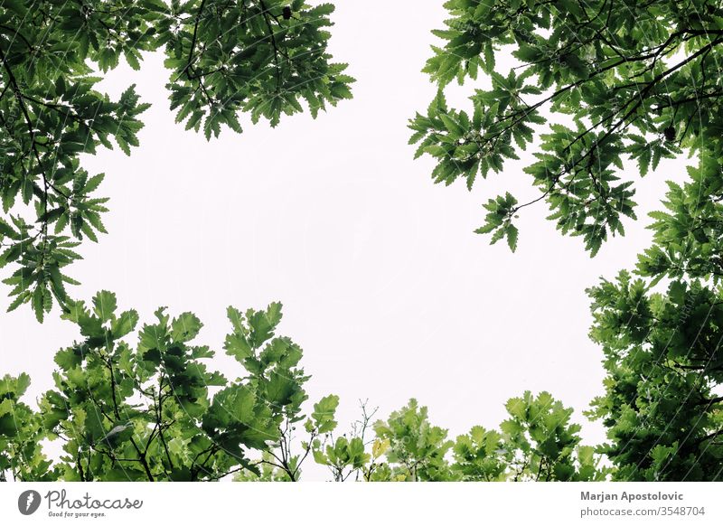 Üppig grüne Blätter im tiefen Wald im Frühling abstrakt Hintergrund schön Schönheit Buchsbaum botanisch Botanik Ast hell Farbe Erhaltung Tag Design Öko Ökologie