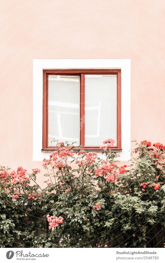 Blumen schmücken Fenster eines rosa Gebäude Rosen staubig-rosa orange grün Pastell Haus Wand Garten Gartenarbeit Cottage Flora geblümt Pflanze Überstrahlung