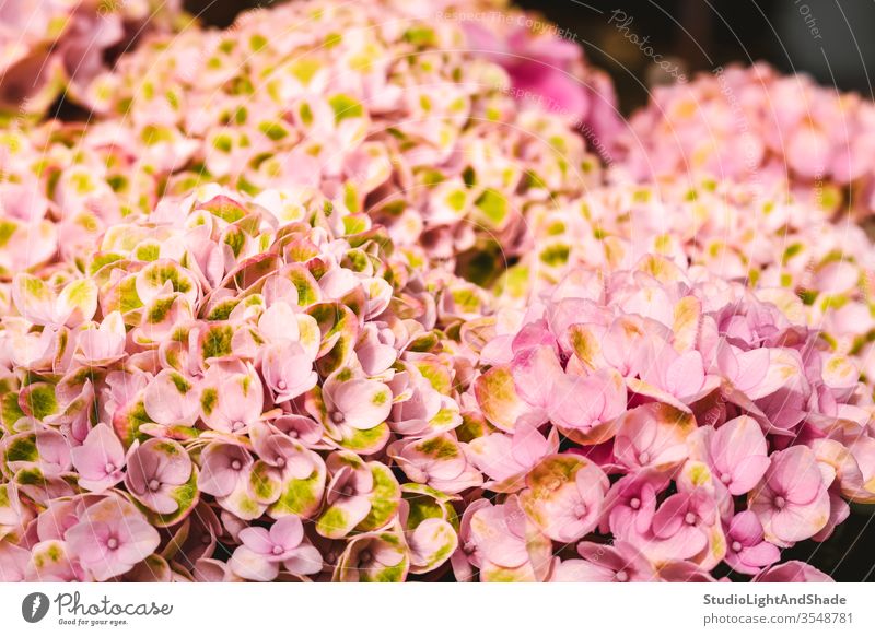 Leuchtend rosa Hortensienblüten gelb Blume Blumen Blütenblätter Garten Gartenarbeit Natur geblümt Flora Pflanze Pflanzen botanisch wachsend Hintergrund Textur
