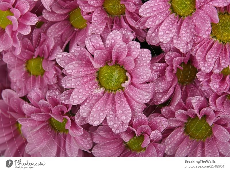 Nahaufnahme des Hintergrundmusters aus frischen rosa Chrysanthemen- oder Margeritenblüten mit Wassertropfen nach dem Regen, erhöhte Draufsicht, direkt darüber