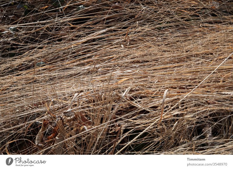 Trockene Halme, überwiegend liegend Gras trocken Wärme braun Natur gemäht Sommer Menschenleer Schönes Wetter Farbfoto