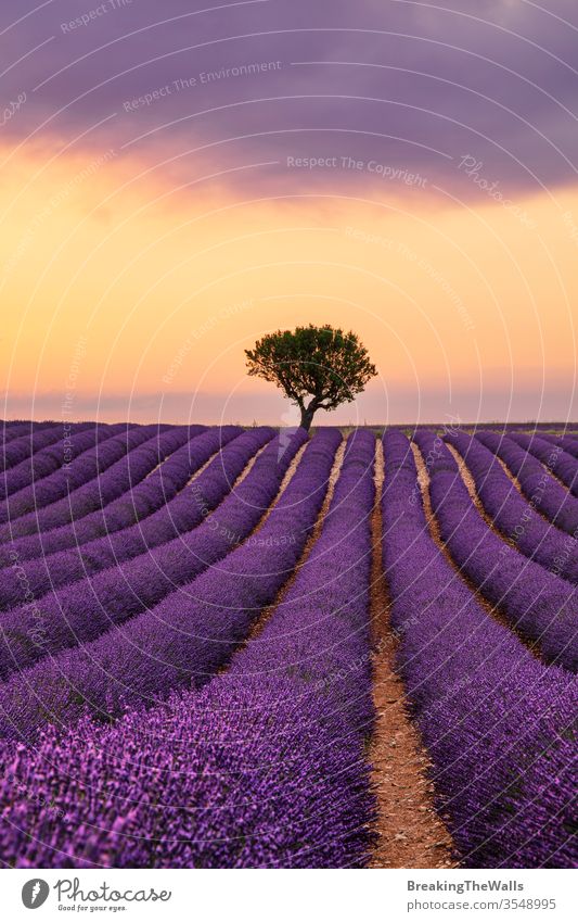 Violett blühendes Lavendelfeld der Provence, Frankreich, bei Sonnenuntergang mit wunderschönem Landschaftshimmel und Baum am Horizont Feld Überstrahlung Blüte