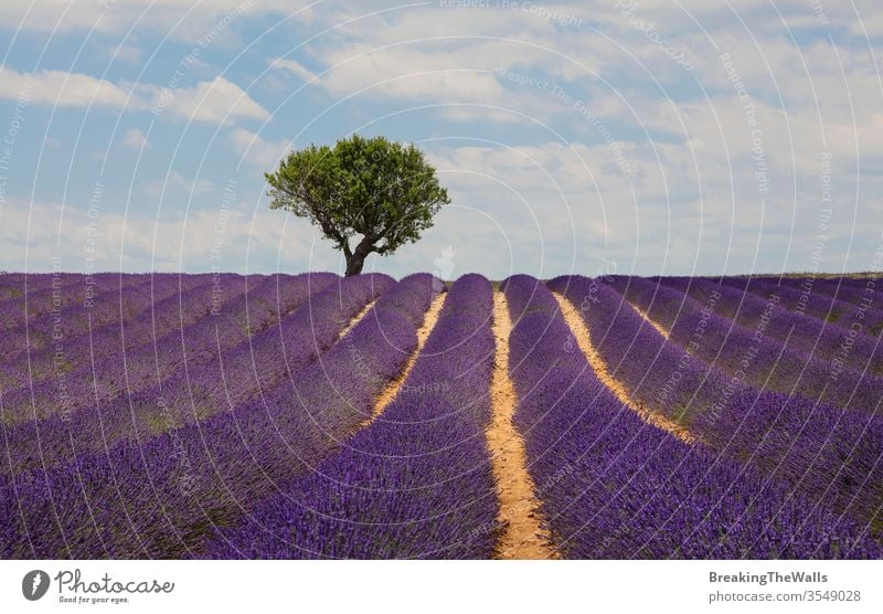 Violett blühendes Lavendelfeld der Provence, Frankreich, tagsüber mit wunderschönem landschaftlichen Himmel und Baum am Horizont Feld Überstrahlung Blüte purpur