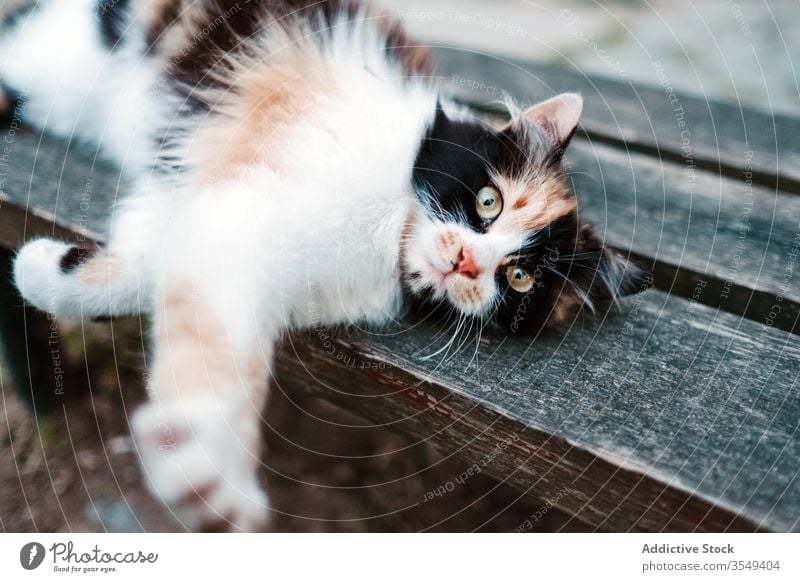 Dreifarbige Katze auf Holzbank liegend LAZY Straße Bank lokal sich[Akk] entspannen Dehnung dreifarbig klug Fell niedlich gemütlich Windstille friedlich
