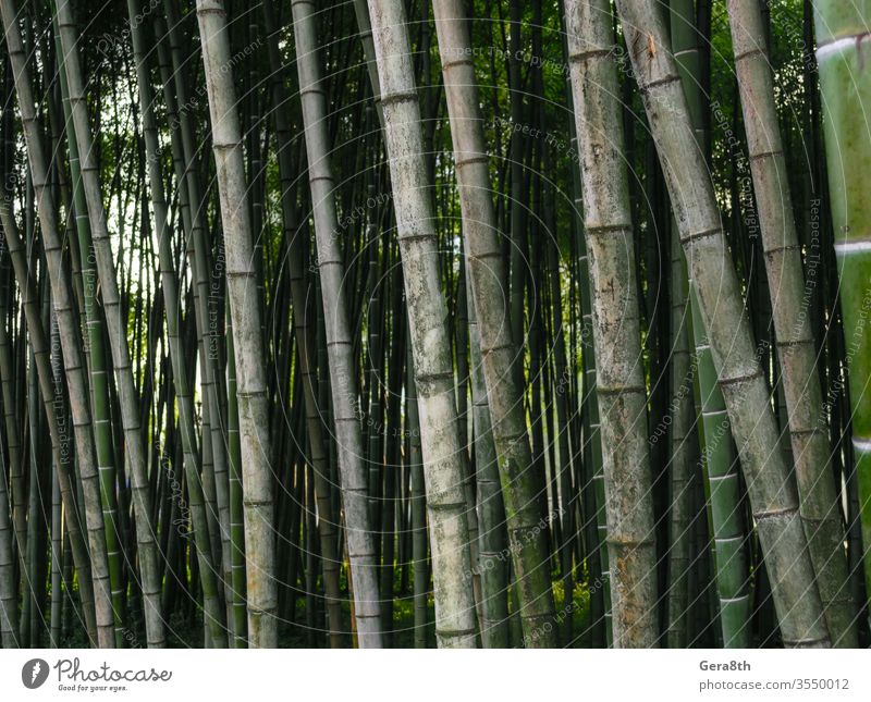 Muster Hintergrund grüner Bambuswald in einem Park in Georgien Asien Bambus-Hintergrund Bambus-Muster hell farbig Wald frisch Garten Japan Dschungel Landschaft