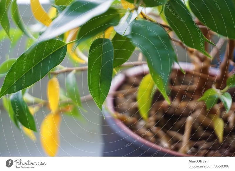 Zimmerpflanze mit gelben Blättern aufgrund von Nährstoffmangel Nährstoffmangel bei Pflanzen Pflanzennährstoff-Mangel gelbe Blätter grün flockig segregiert
