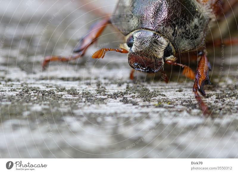 Maikäfer-Porträt Käfer Tier Farbfoto Außenaufnahme Makroaufnahme Tag Natur Nahaufnahme Insekt braun Tierporträt Schwache Tiefenschärfe 1 Wildtier