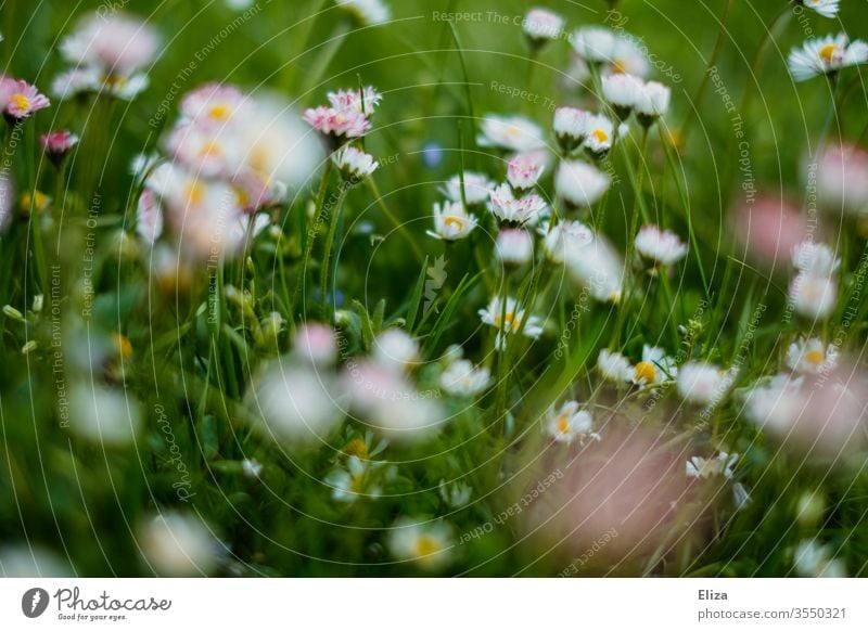 Eine grüne Blumenwiese im Sonmer mit vielen Gänseblümchen Wiese Gras Sommer Frühling sommerlich Blühend Garten Wiesenblume Natur Pflanze Sonne frühlingswiese