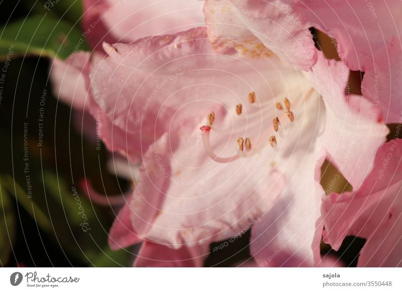 rosa Rhododendronblüte im Licht Blüte Pflanze Farbfoto Außenaufnahme Natur Makroaufnahme Blume Nahaufnahme Blütenstempel Blütenkelch Griffel Blütenblatt schön