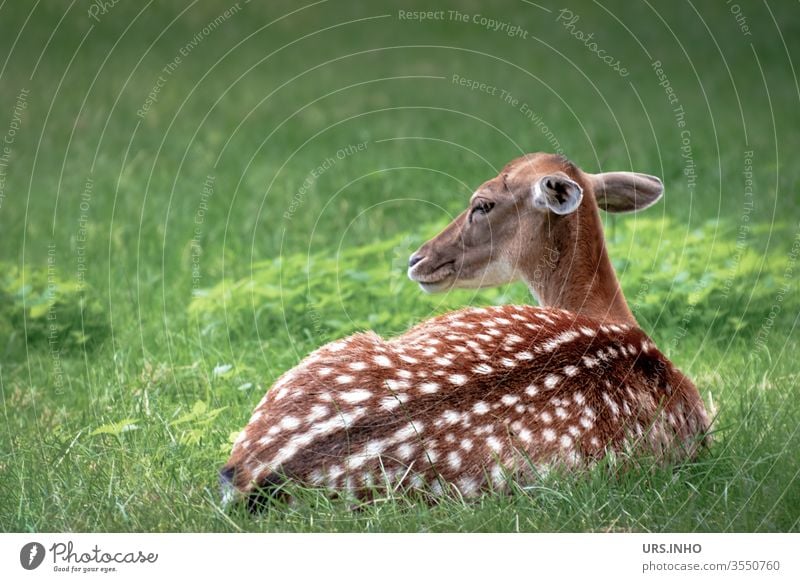 ein geflecktes Rehkitz liegt wachsam im Gras Bambi Kitz jung Jungtier Tier Wildtier Tierjunges menschenleer Capreolus capreolus reglos liegen